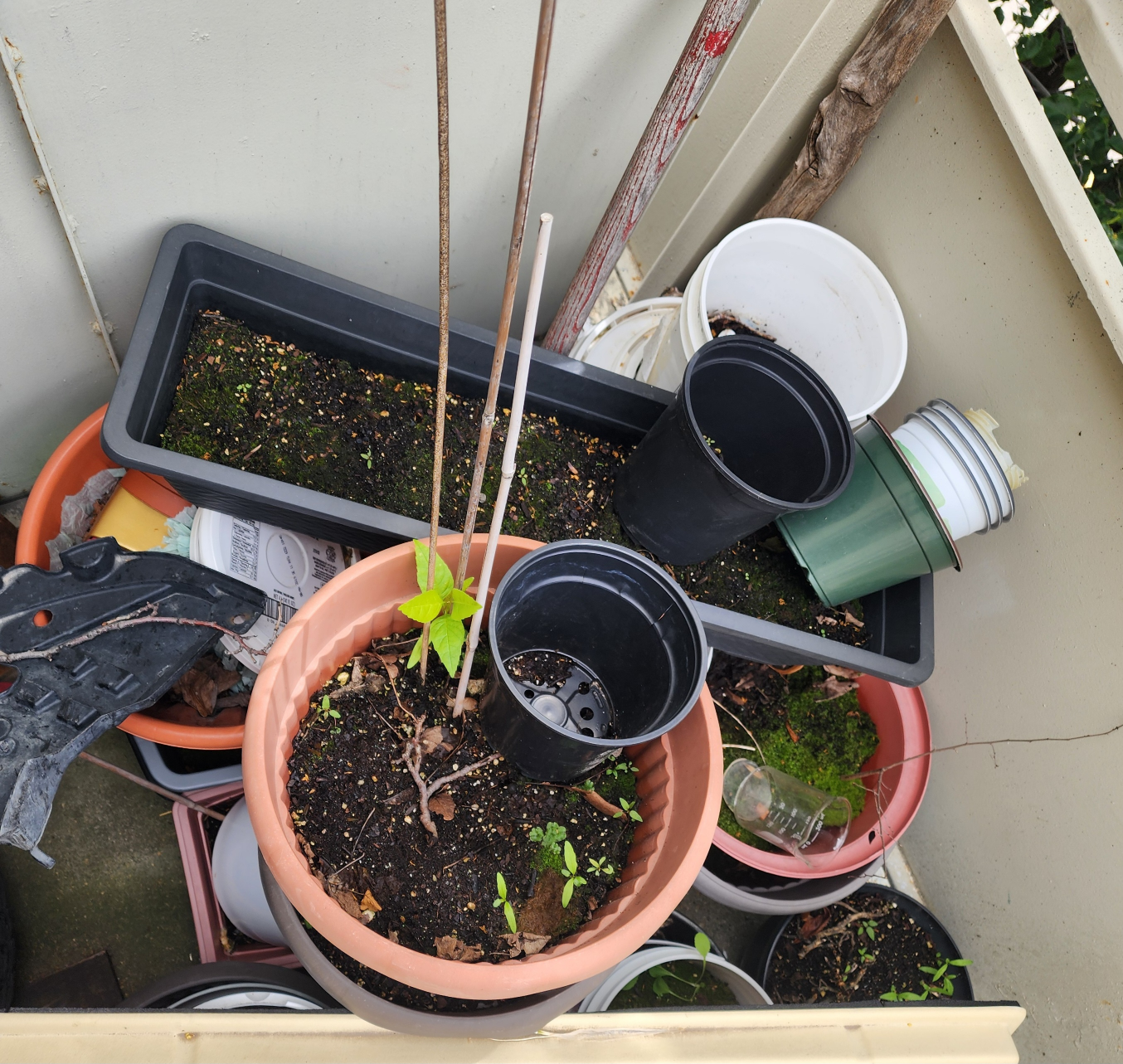 Gardening pots with soil thumbnail