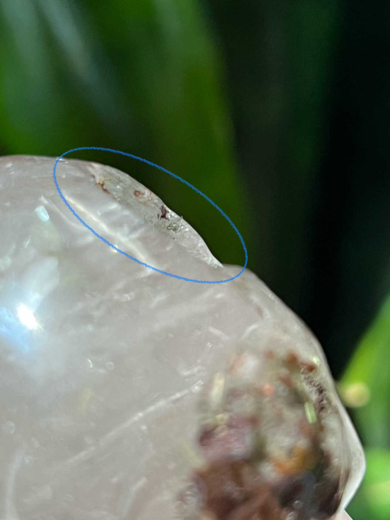 Garden quartz skull carving (J) | crystal image indicator(8)