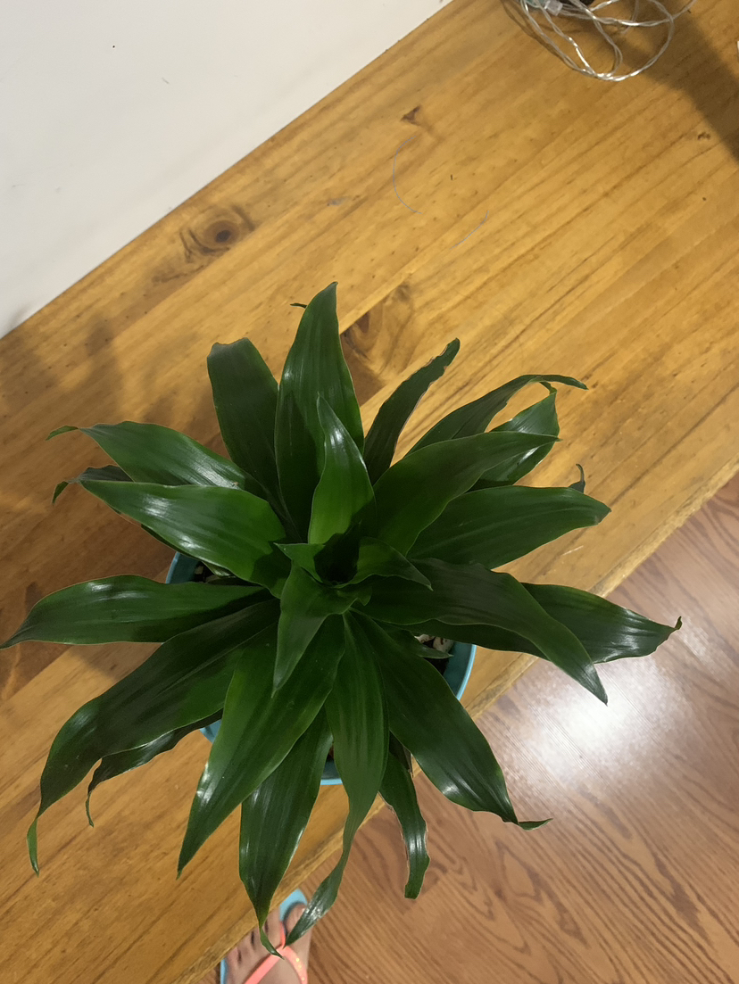 Dracaena Janet plant image indicator(3)