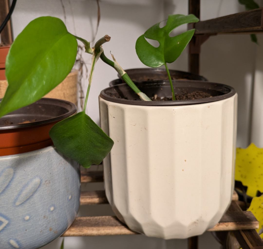 plant pothos