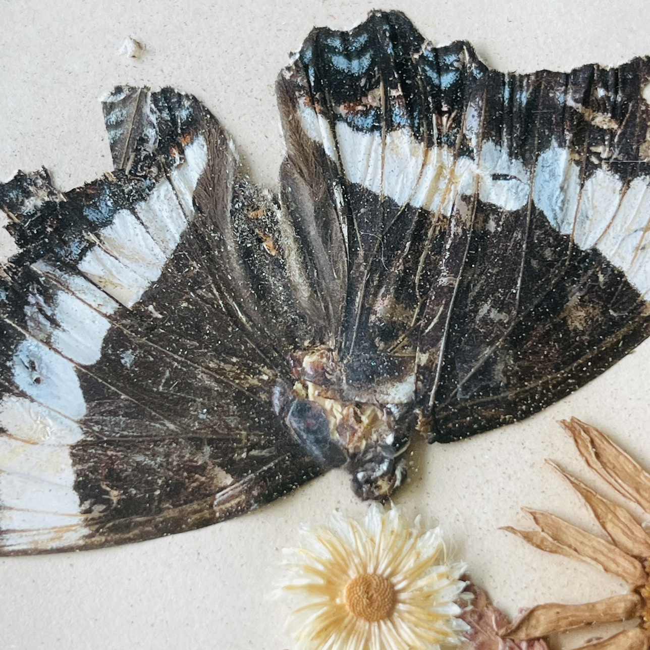 #freecycle Framed Dried Flowers Wall Hanging Display image indicator(3)