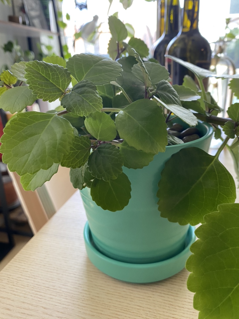 Beautiful Swedish Ivy image indicator(2)