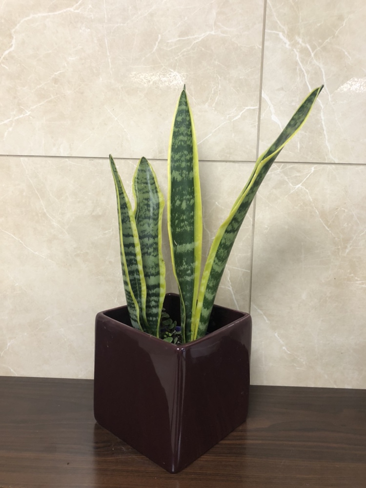 5” snake plant with cover pot thumbnail