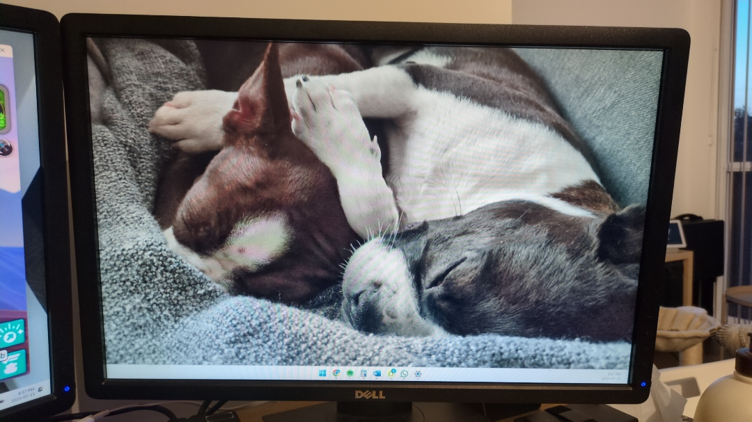 Two 22" Dell Monitor with Height and Tilt Adjustable Stands image indicator(2)