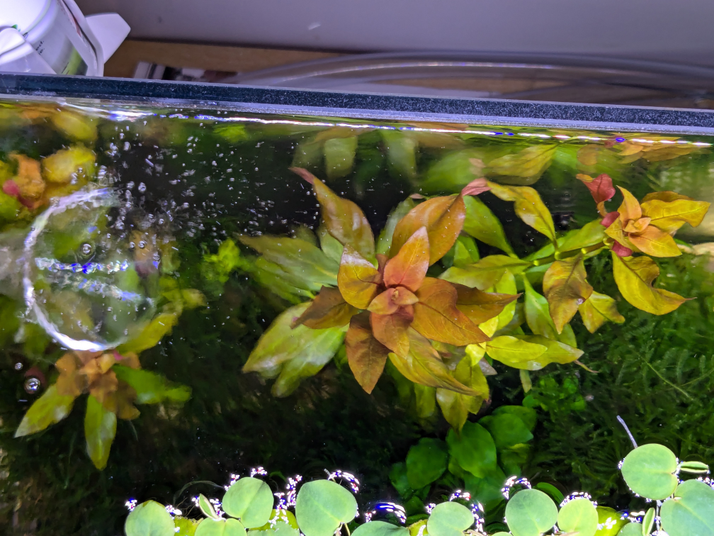 Ludwigia Peruensis image indicator(2)