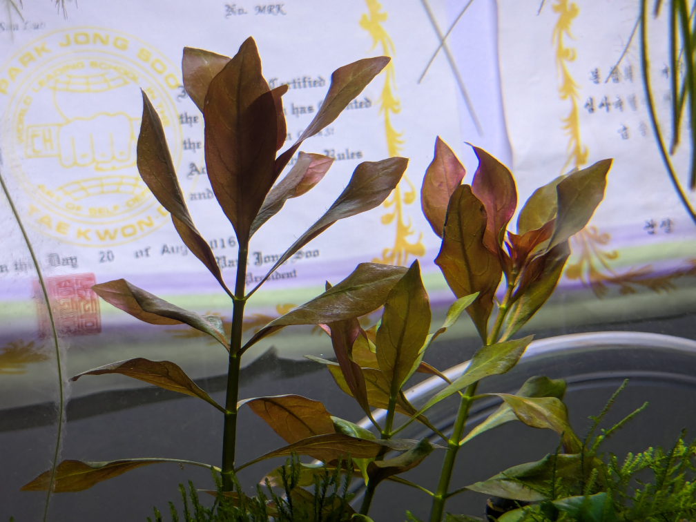 Ludwigia Peruensis image indicator(3)