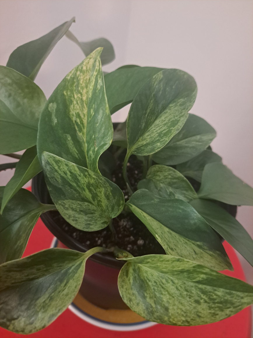 Marble Queen Pothos