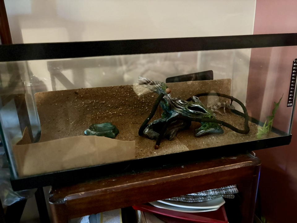 Gecko, Terrariums w temperature mgmt equipt, feed and vitamins image indicator(5)