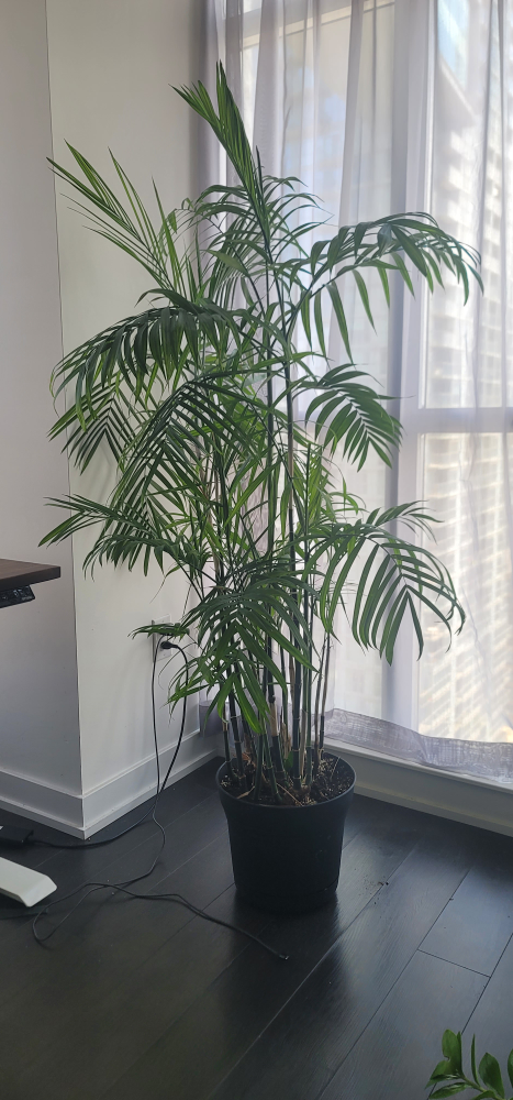 Bamboo Palm
