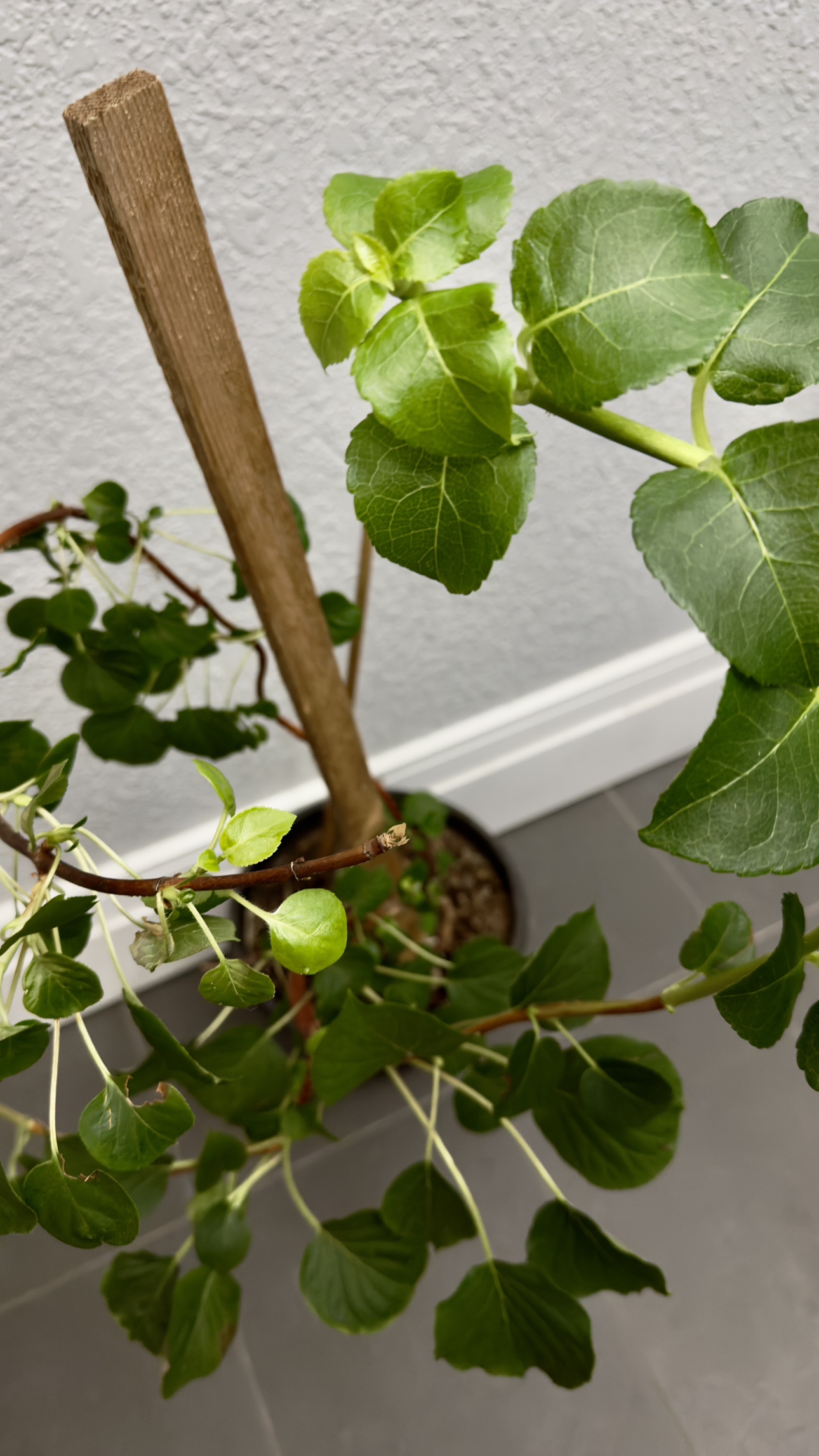 Climbing hydrangea in pot - photo 2