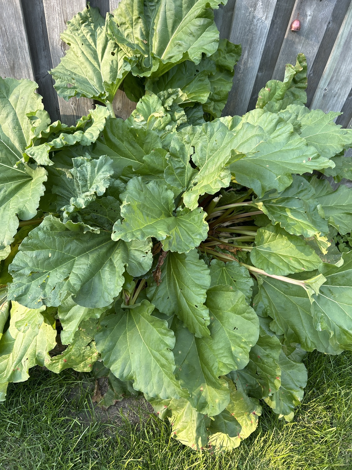 Rhubarb - photo 2
