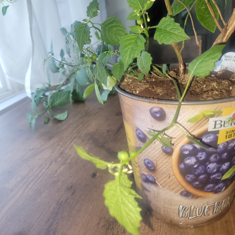 BLUEBERRY PLANT - photo 3