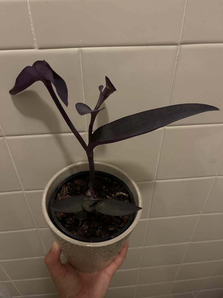 Purple heart image indicator(2)