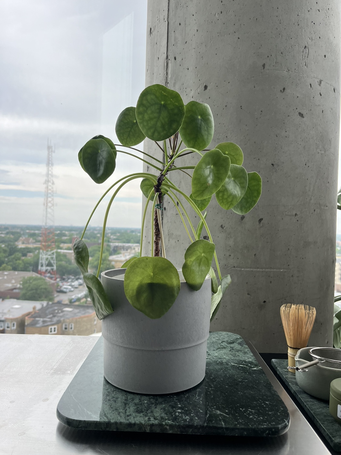 Chinese money plant - photo 2