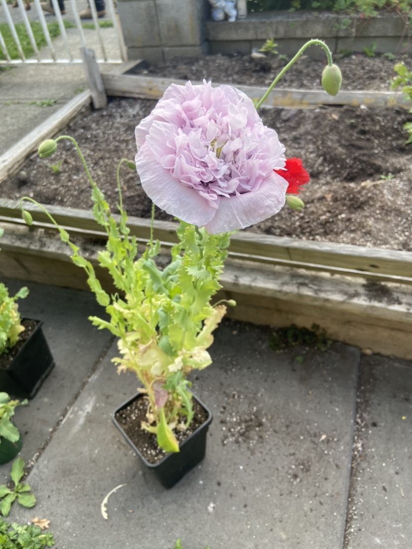 Poppy Flower Plant (Medium) thumbnail