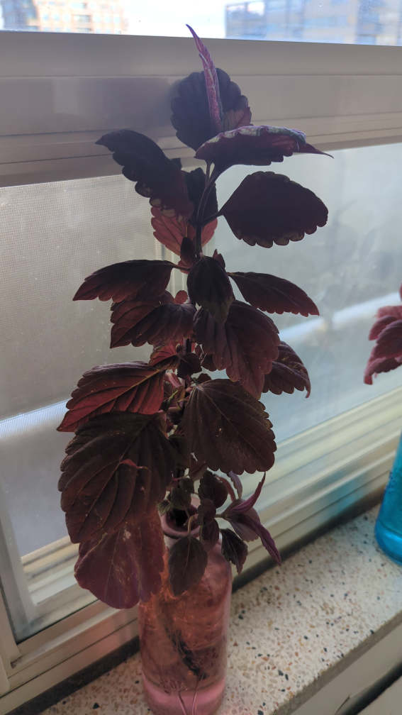 Plant thumbnail