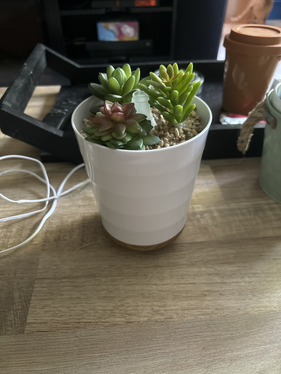 Succulent diffuser
