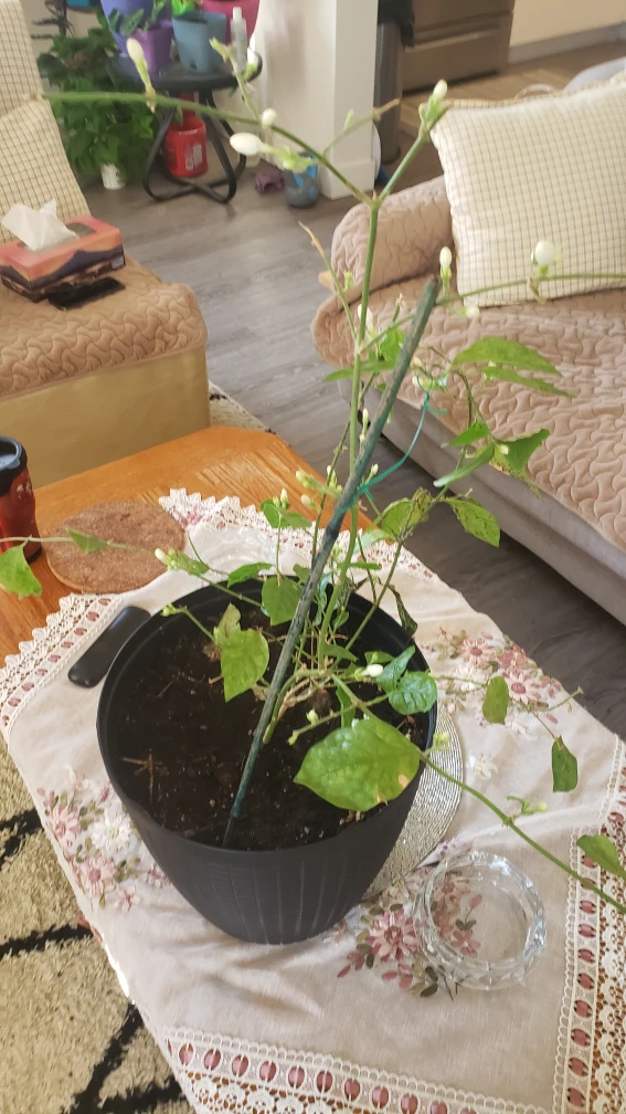 plants  Jasmine