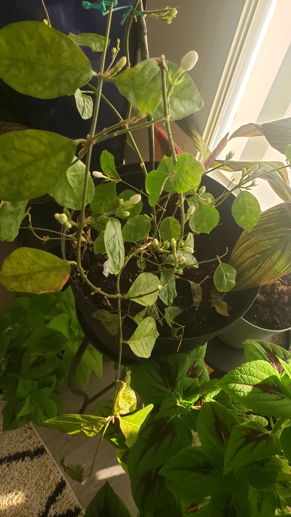 plants  Jasmine - photo 5