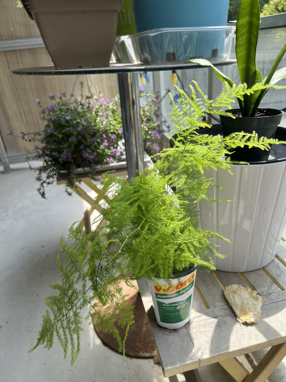 Plant - photo 2