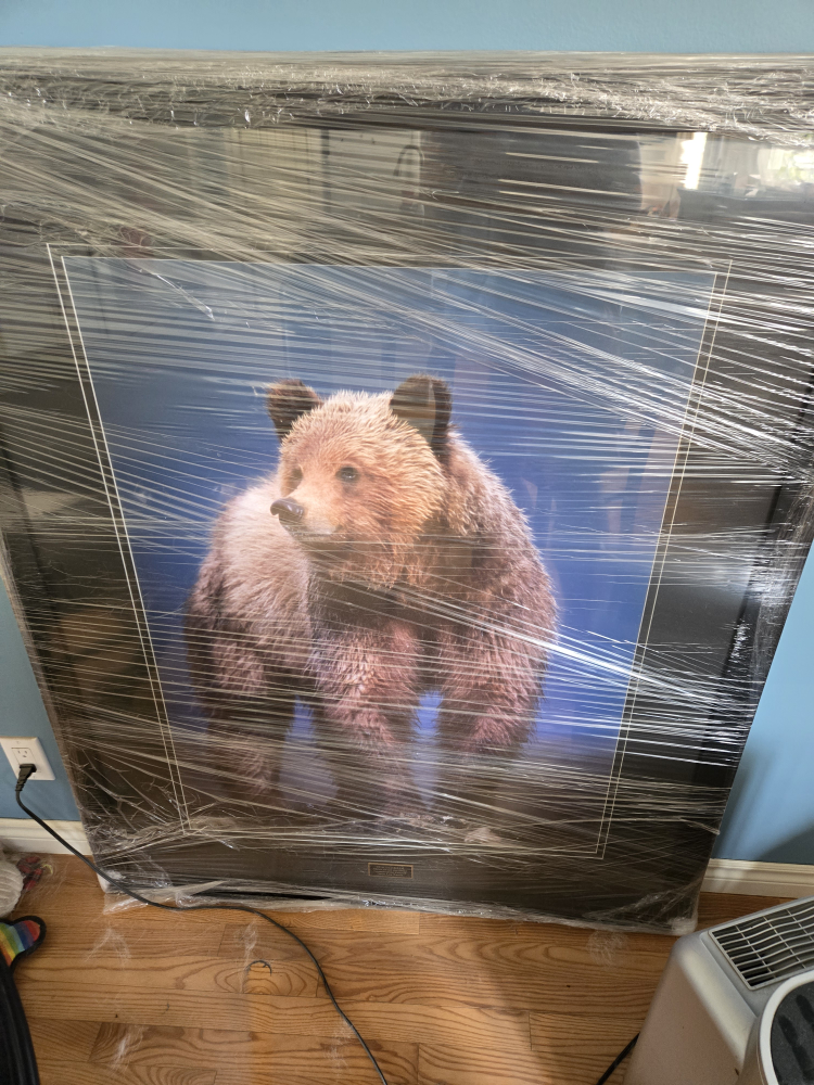 Framed Grizzly Bear Print thumbnail