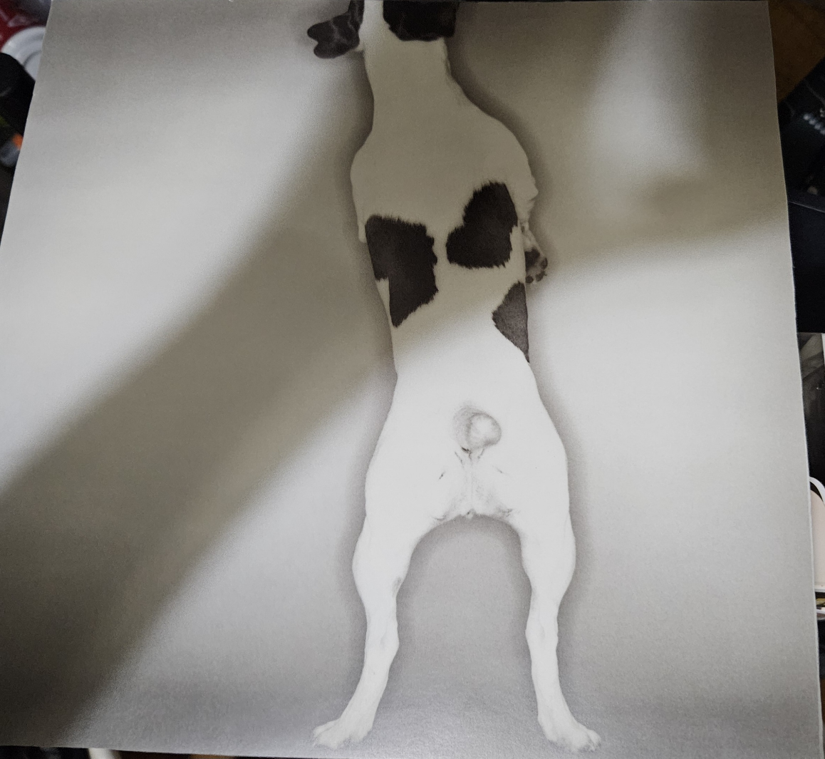 Dog Art Print