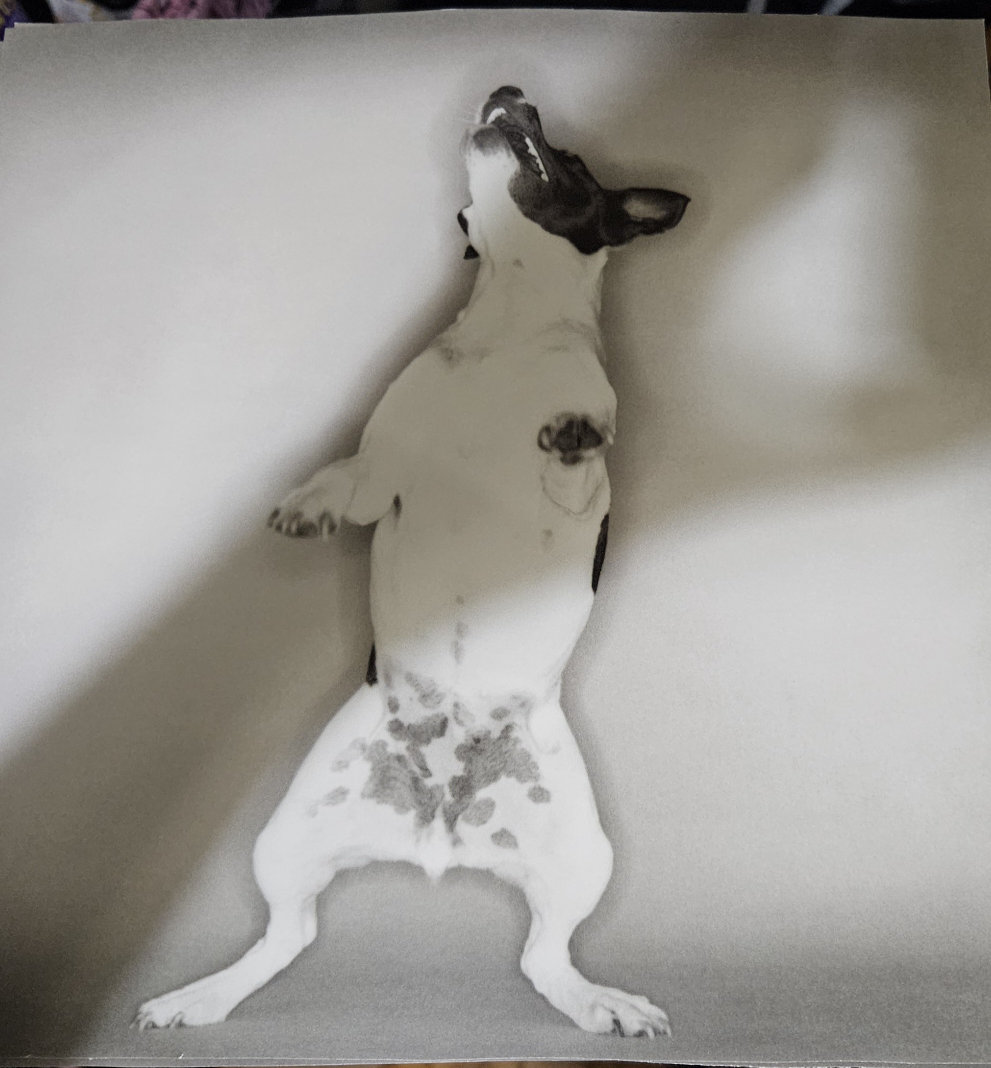 Dog Art Print - photo 2