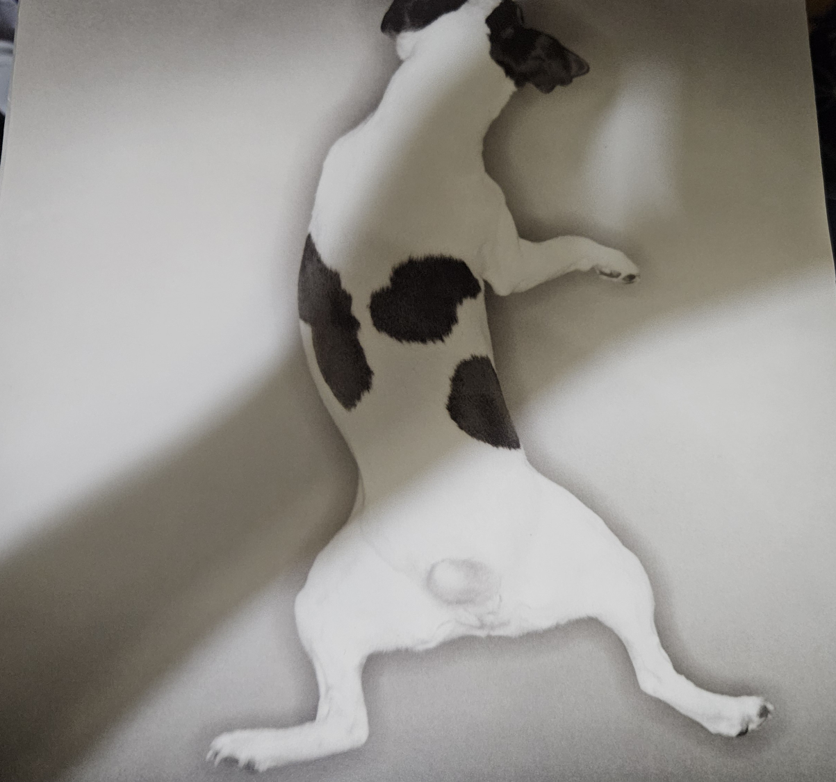Dog Art Print - photo 3