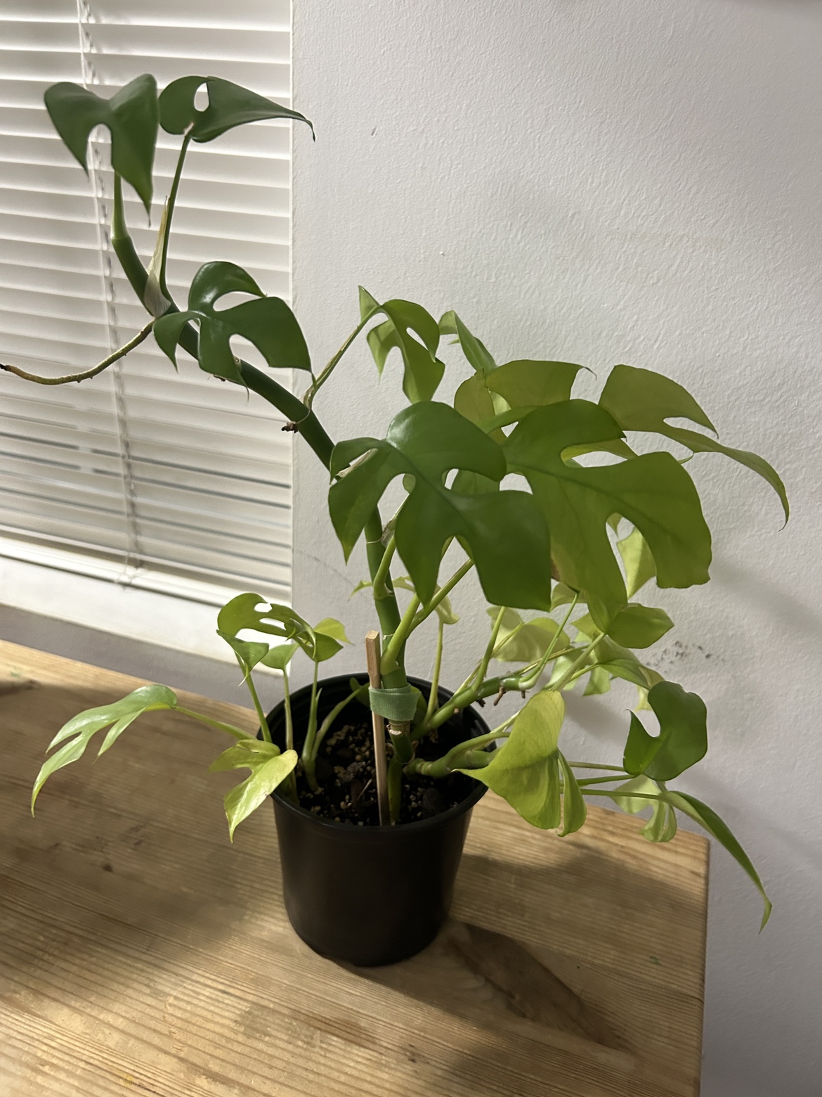 Rhaphidophora Tetrasperma (mini monstera) - photo 3