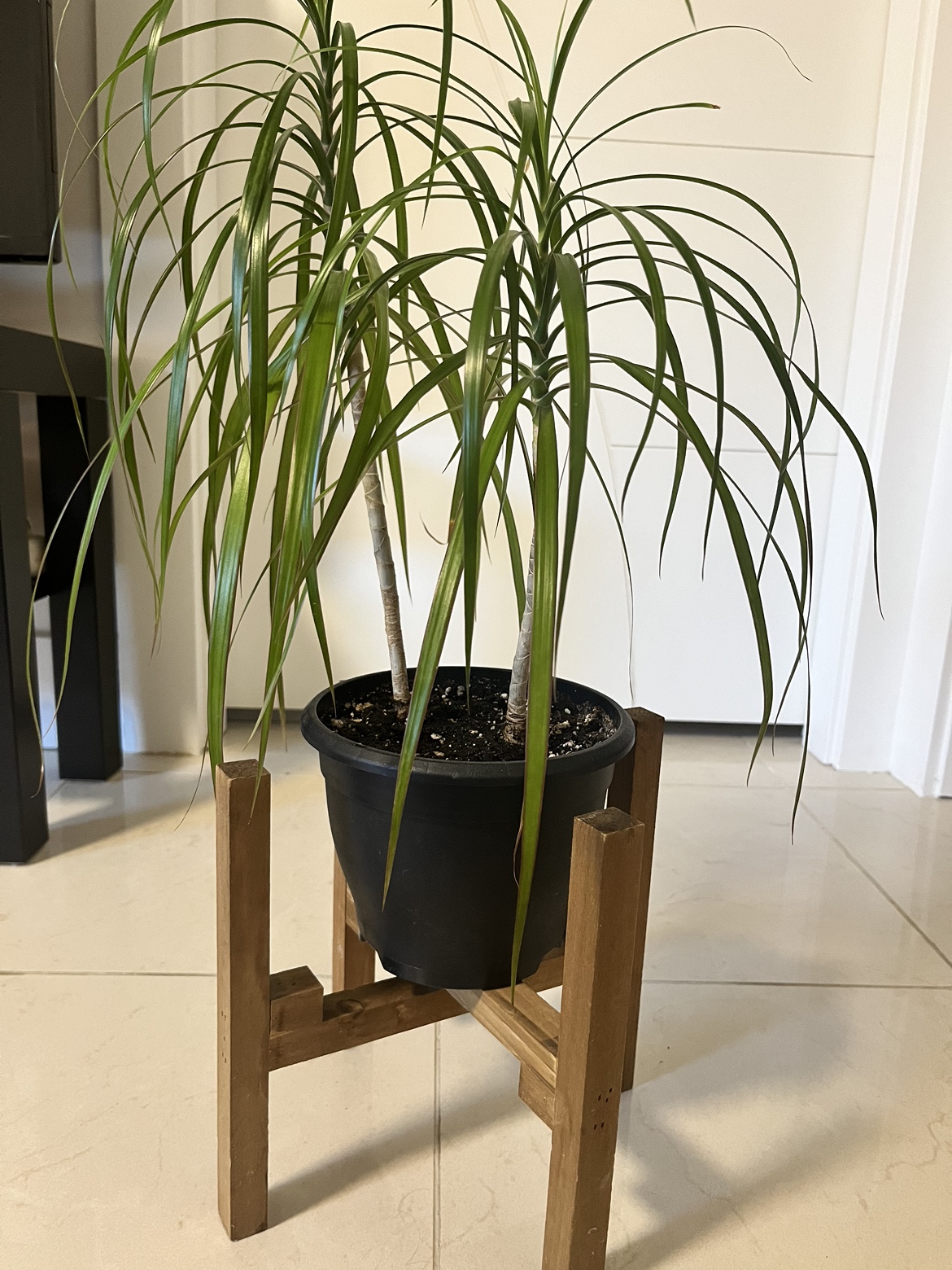 Several indoor Plants for Sale - photo 3