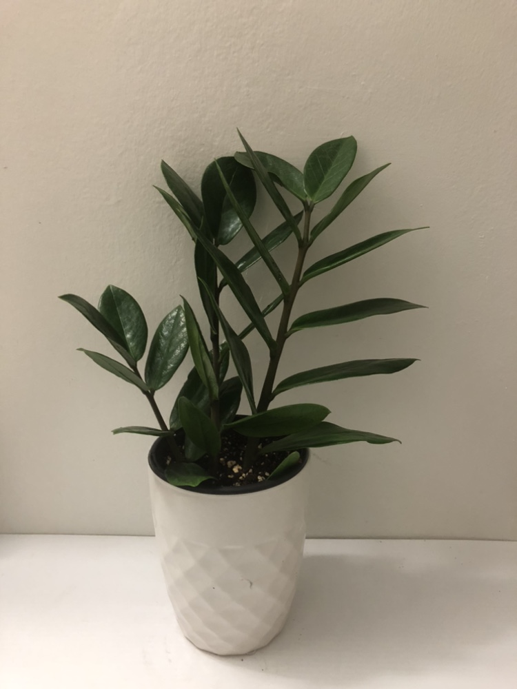 5” big leaves zz plant only $15, add cover pot $20 thumbnail