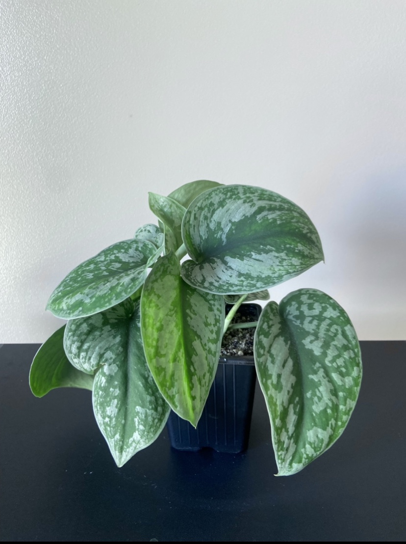 Scindapsus Pictus Exotica