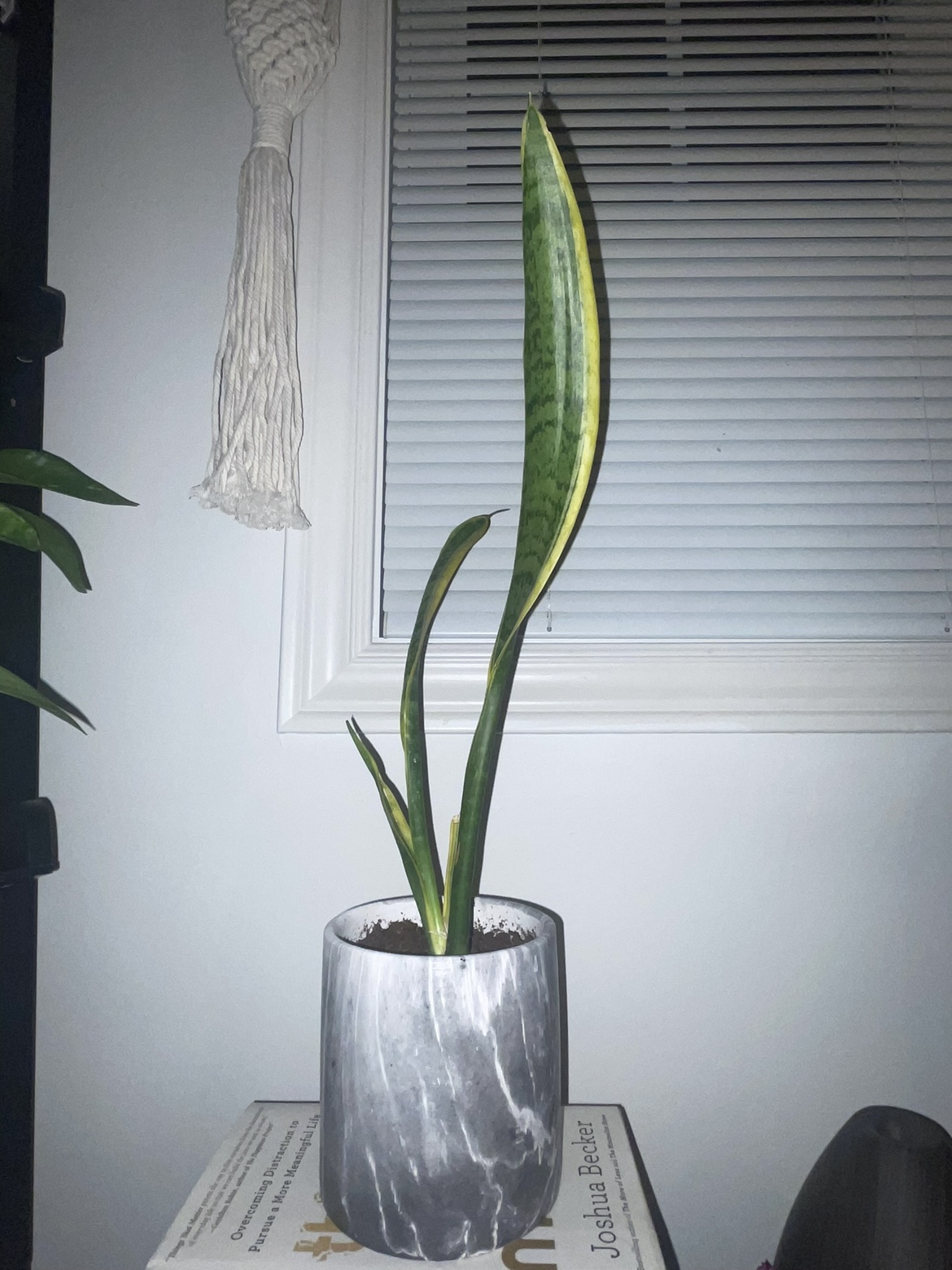 #freecycle Snake Plant in Grey Pot