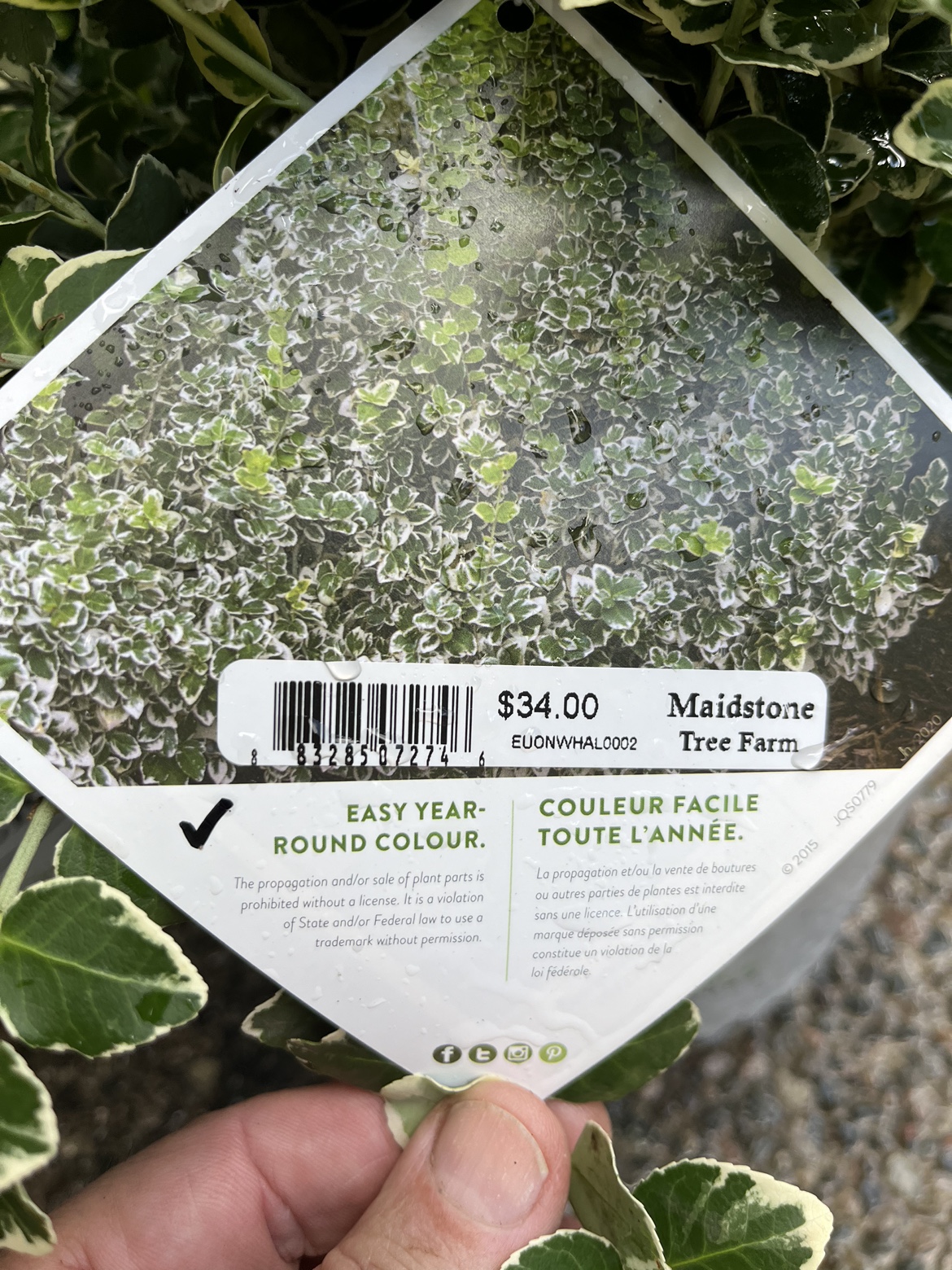 9 (nine) proven winners white album euonymus - photo 2