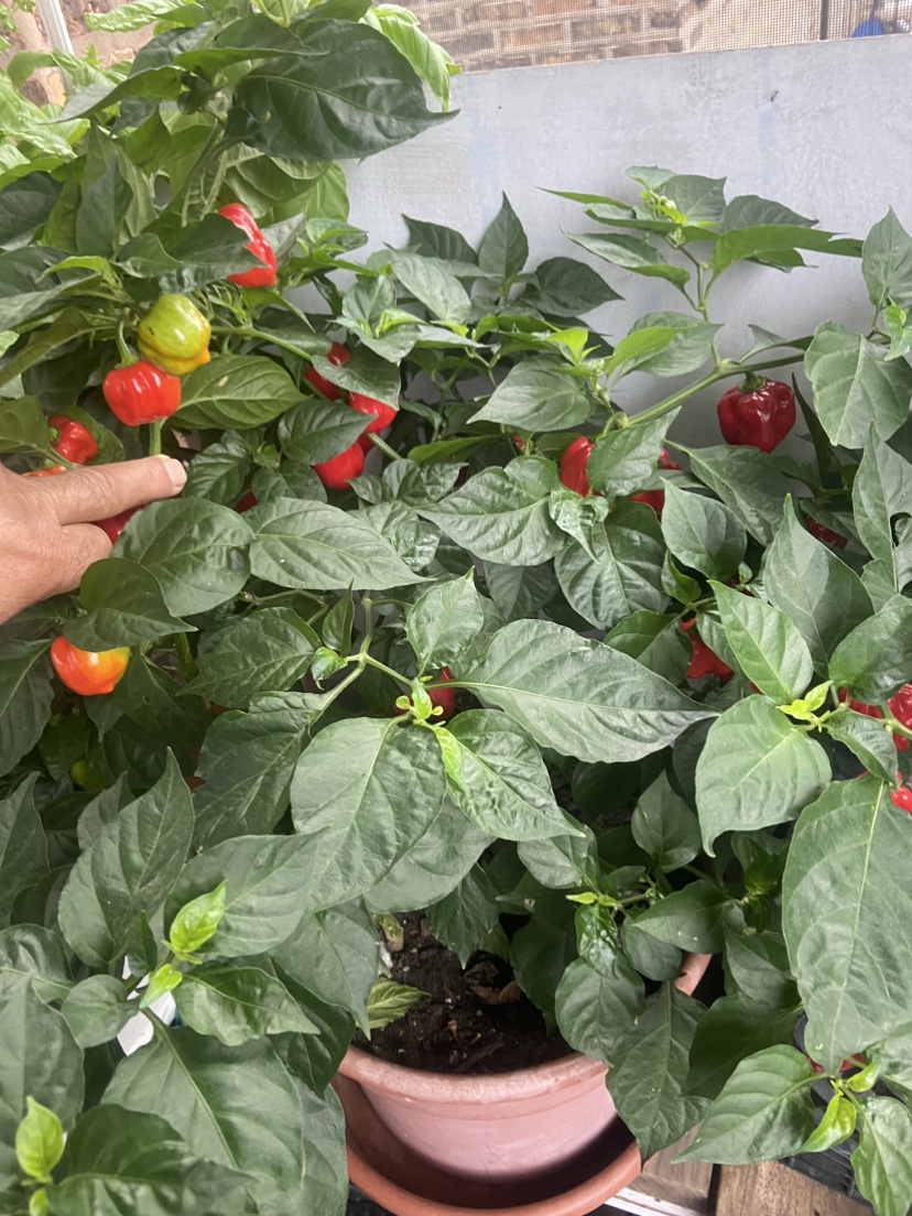 Pepper Plant. Indian firecracker - photo 2