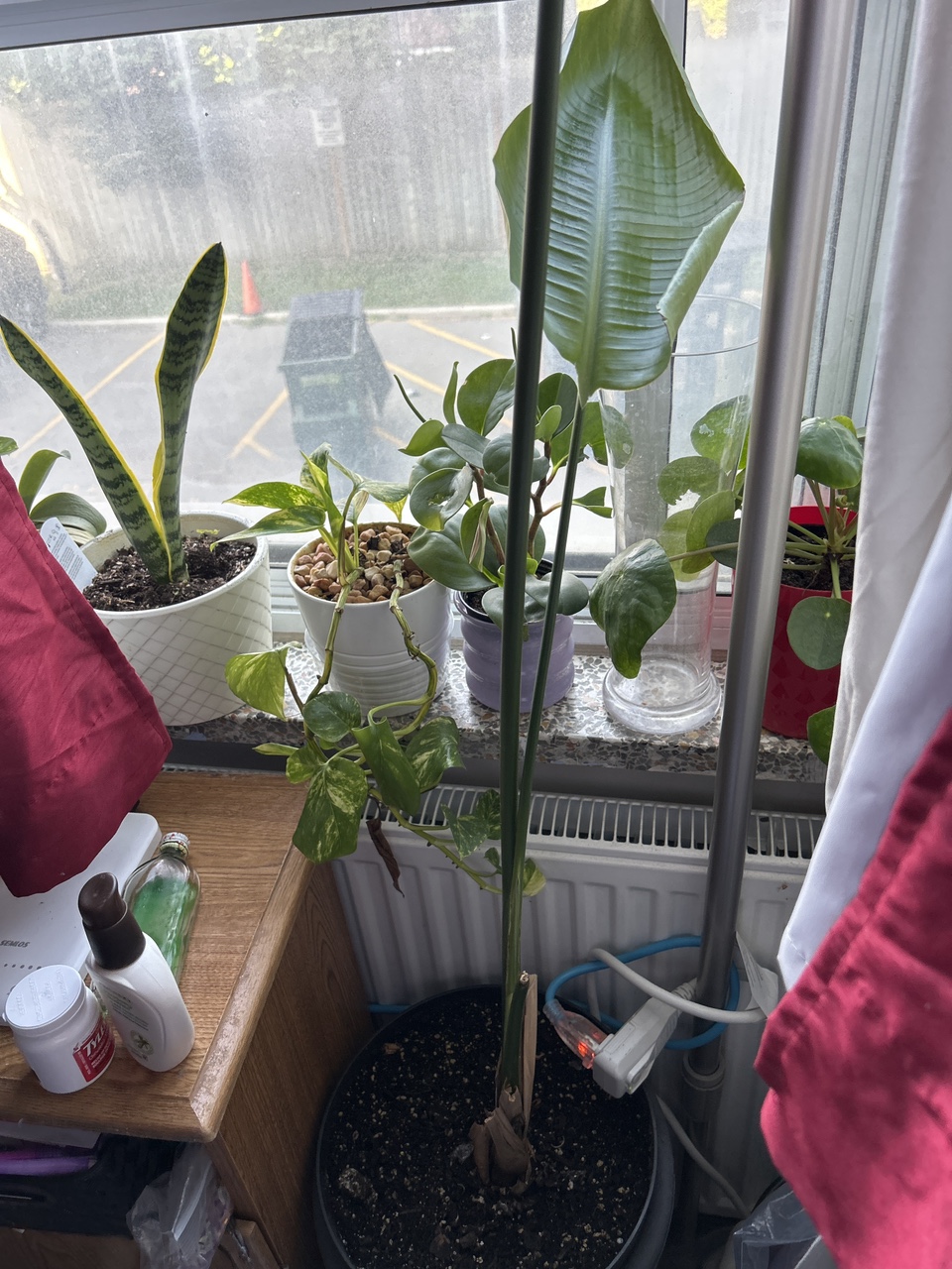 Bird of Paradise Plant image indicator(2)