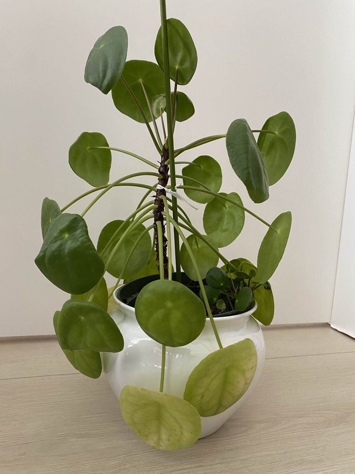 Chinese Money Plant image indicator(2)