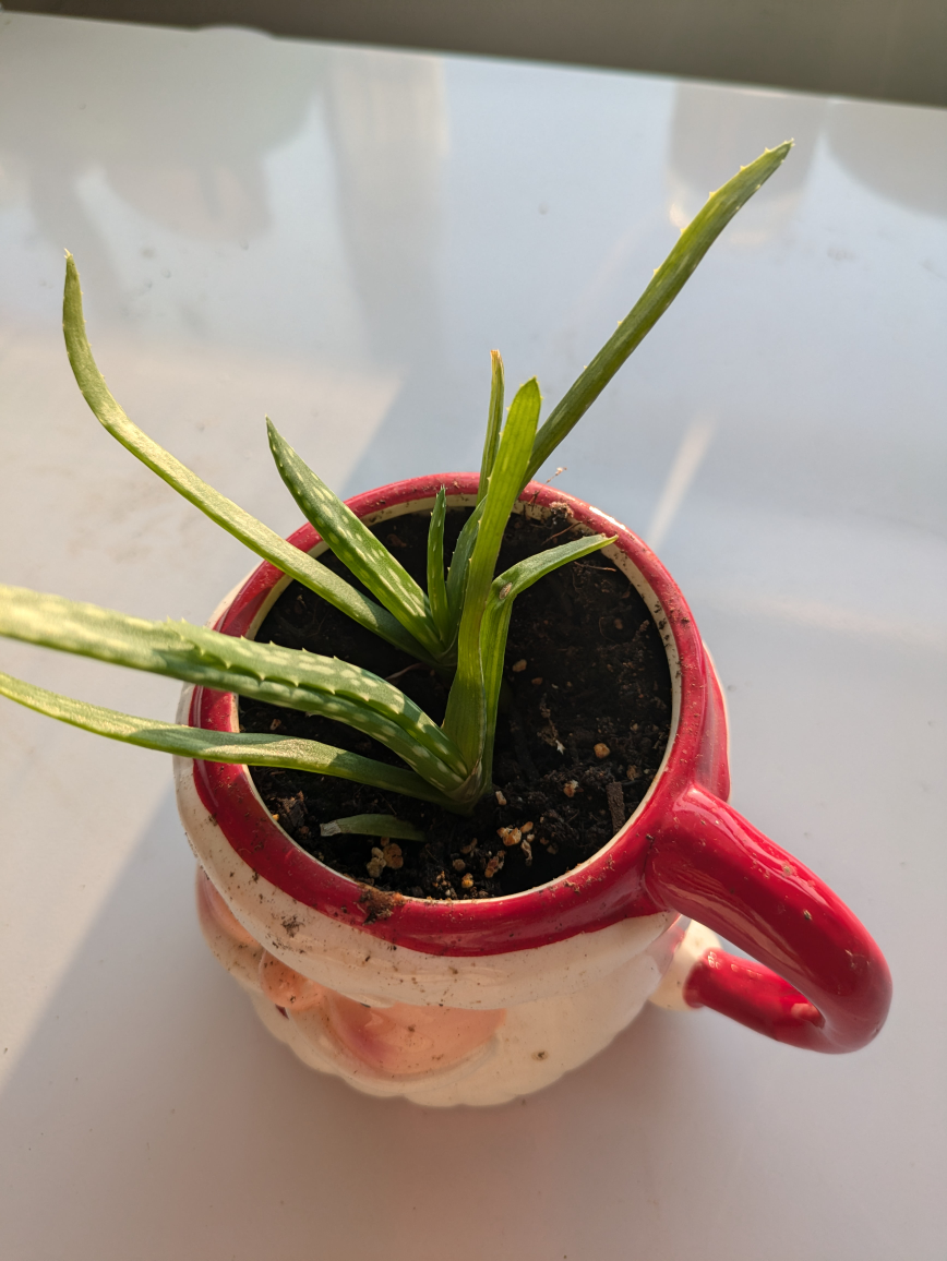 aloe vera plant thumbnail