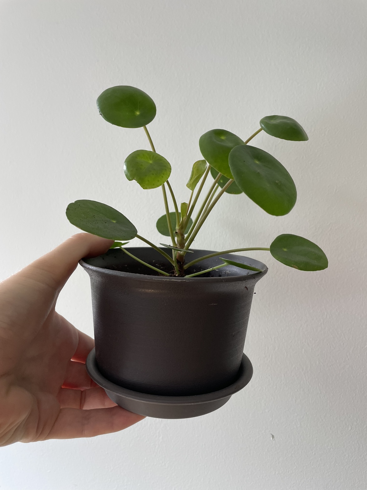 Pilea plant thumbnail