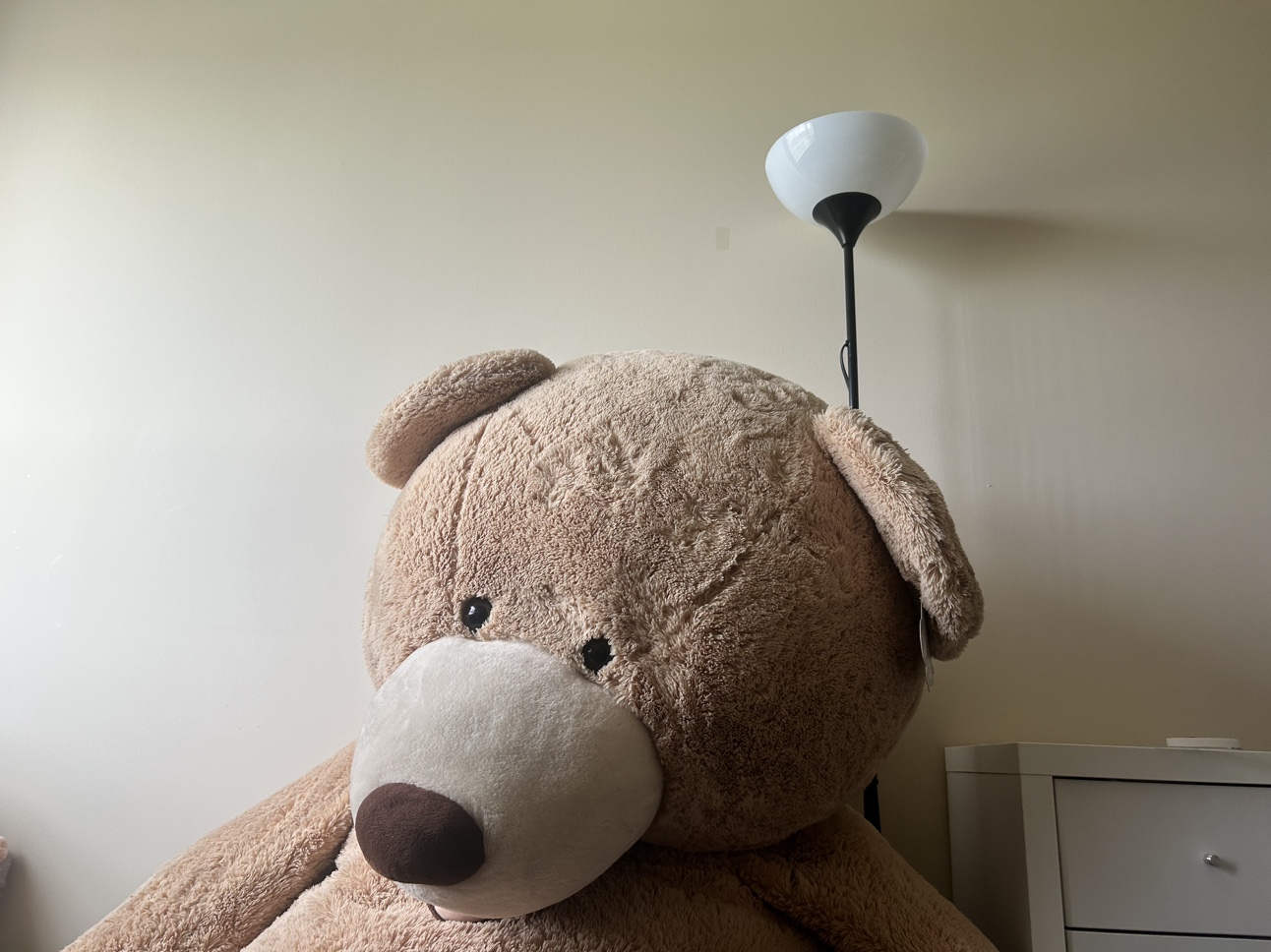 Costco Giant Bear - photo 5