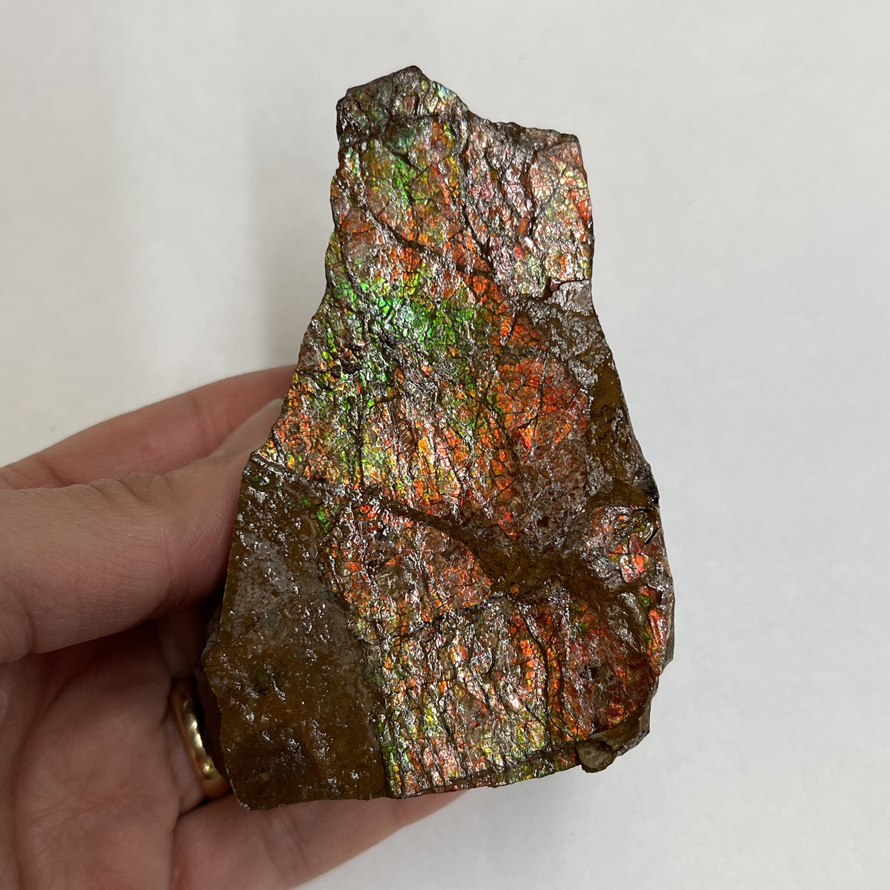 Raw Ammolite from Alberta thumbnail