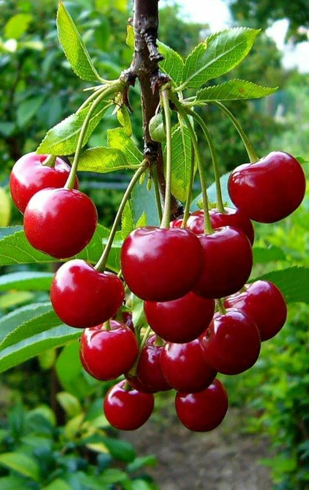 cherry tree seedlings,Naturally grow，no chemicals, no spray