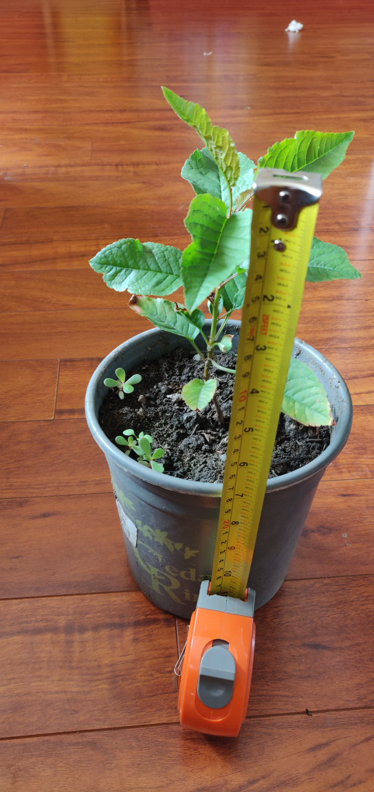 cherry tree seedlings,Naturally grow，no chemicals, no spray - photo 4