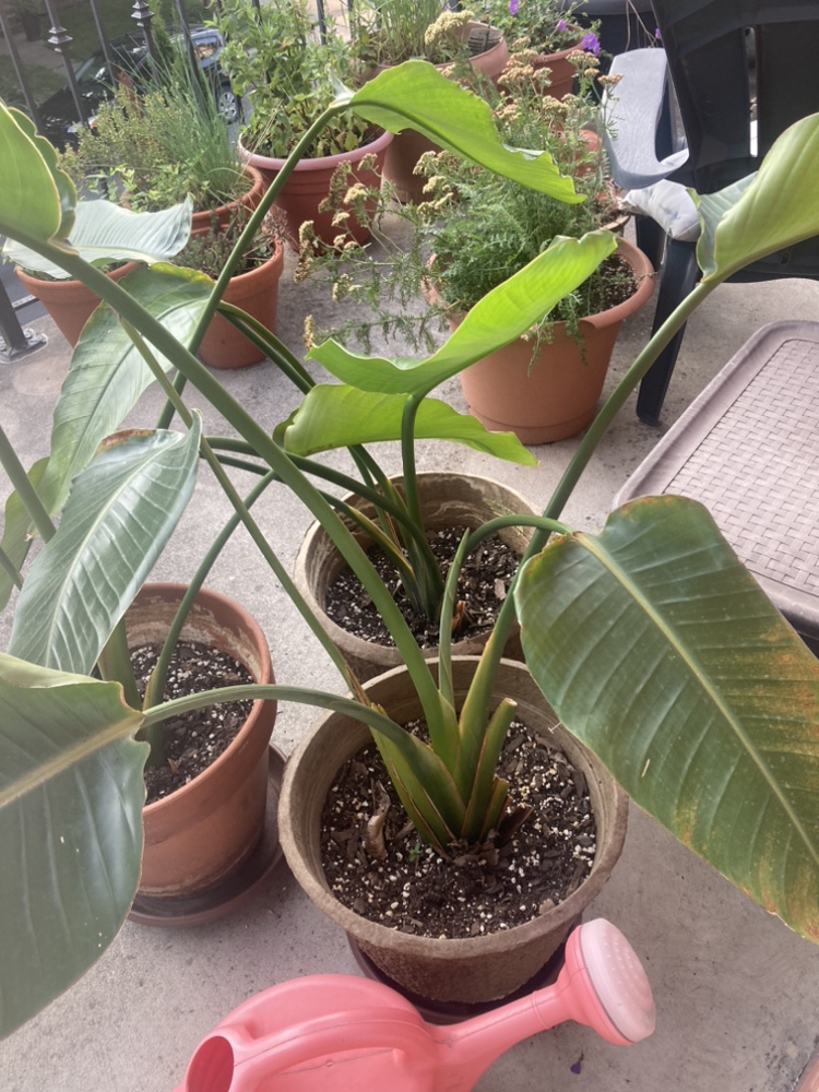 Bird of Paradise Plants thumbnail