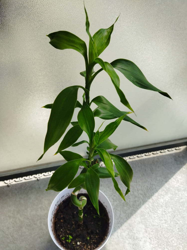 Luck bamboo plant - photo 2