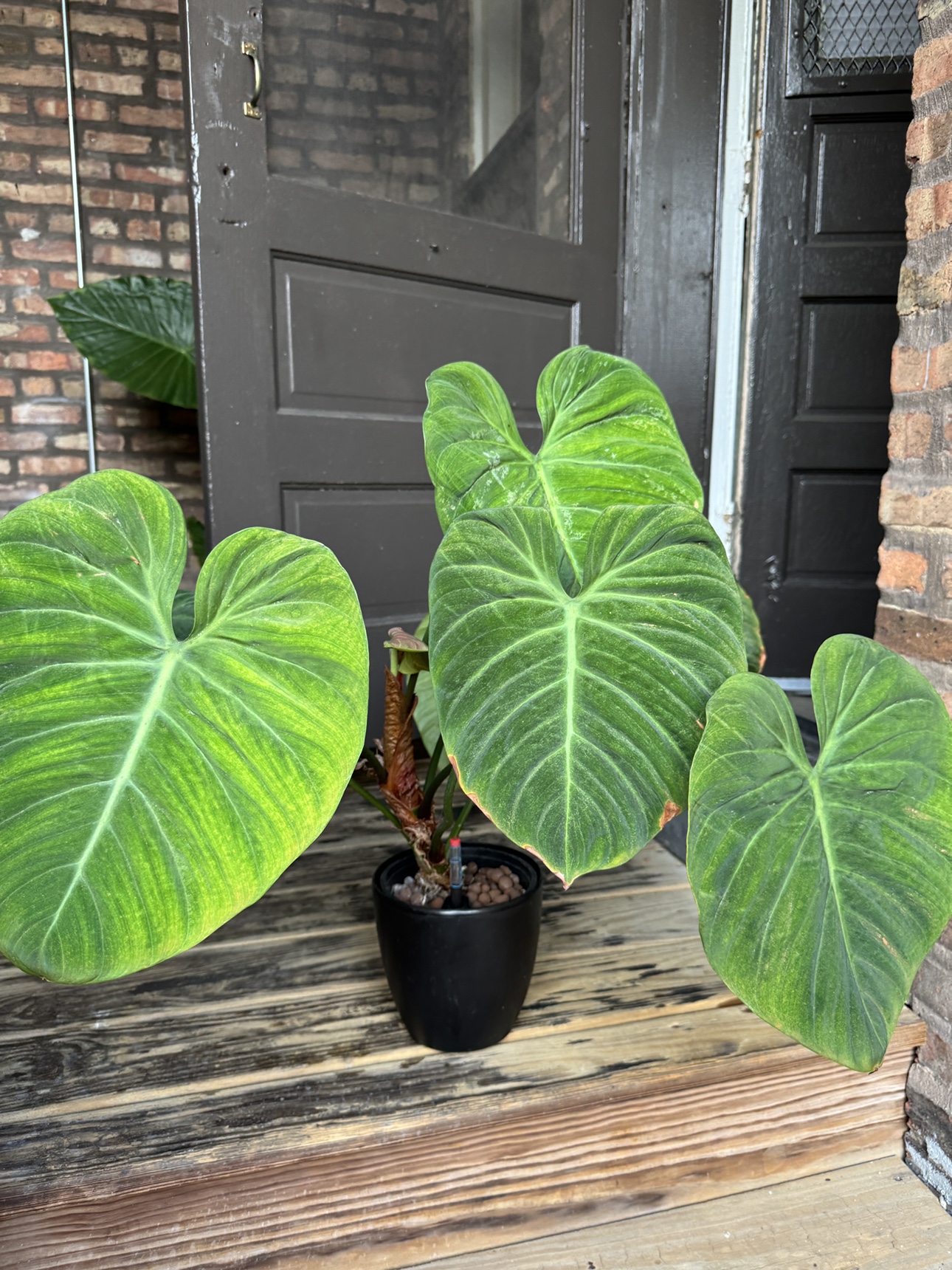 Extremely Large Philodendron El Choco Red