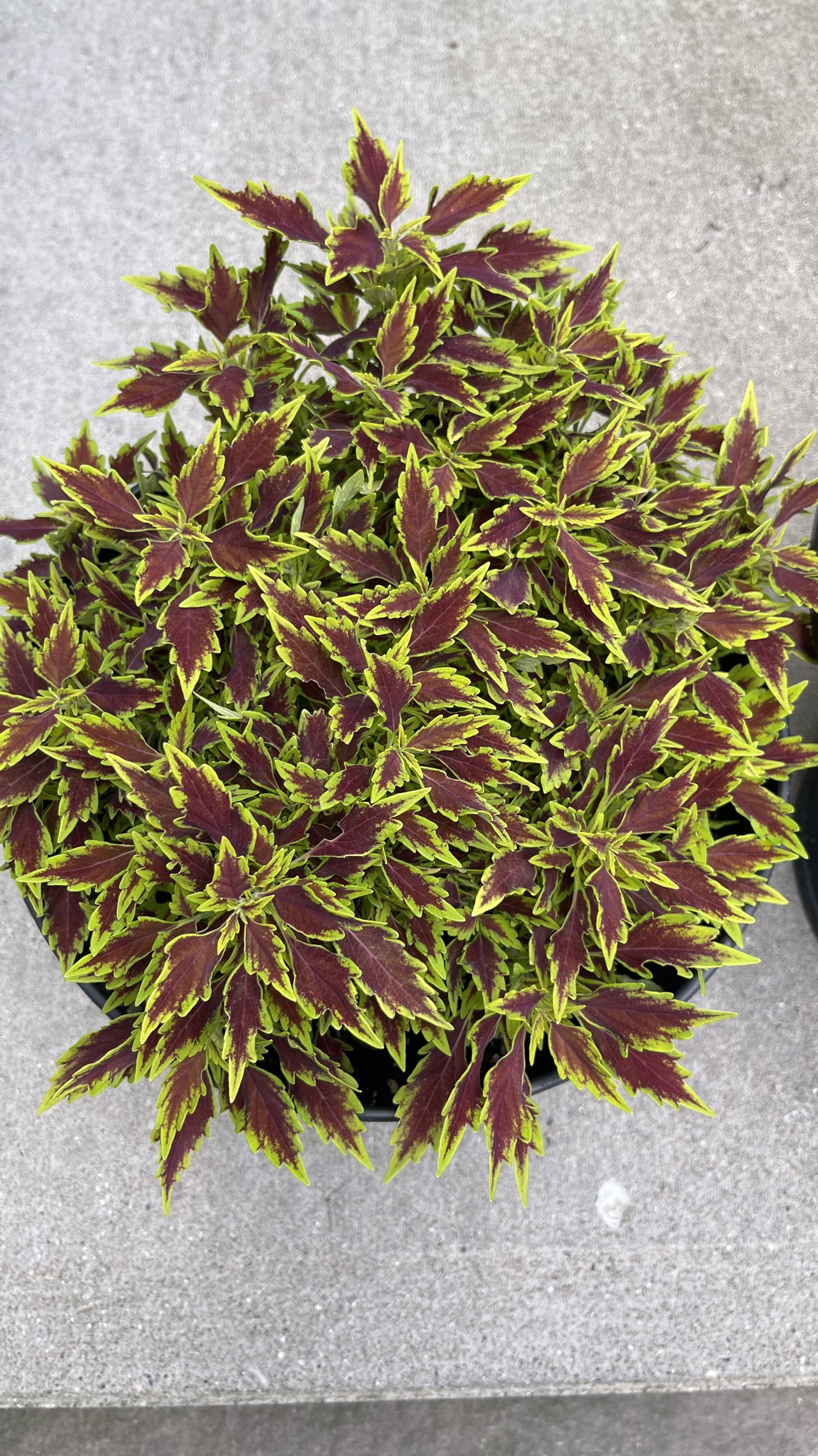 Big pot coleus plant image indicator(2)