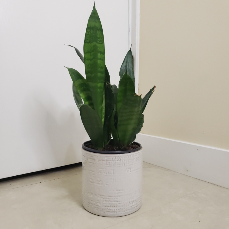 【Ikea】interior plant and plant pot (sansevieria)