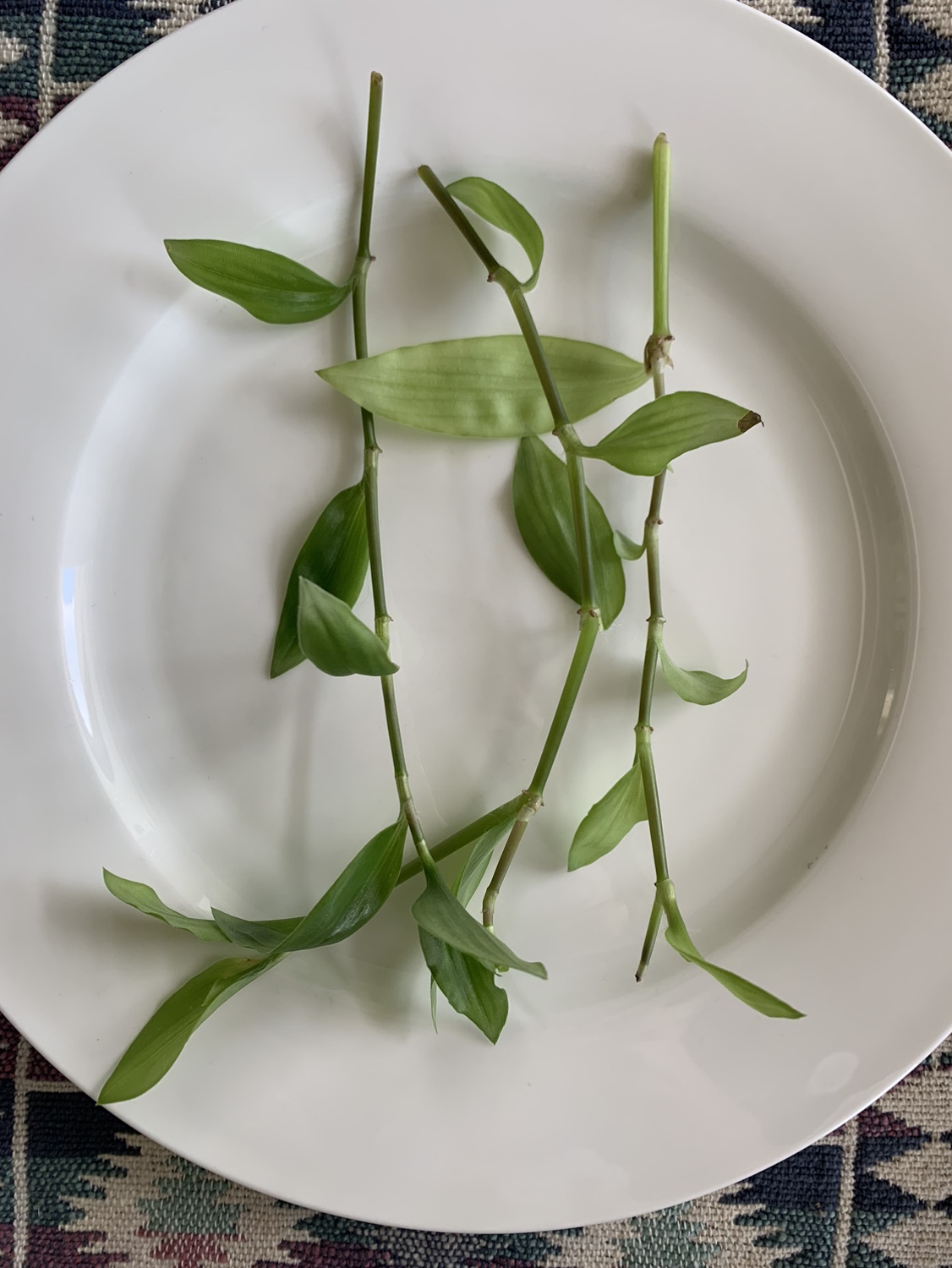 Small Inch Plant Cuttings Solid Green #freecycle thumbnail