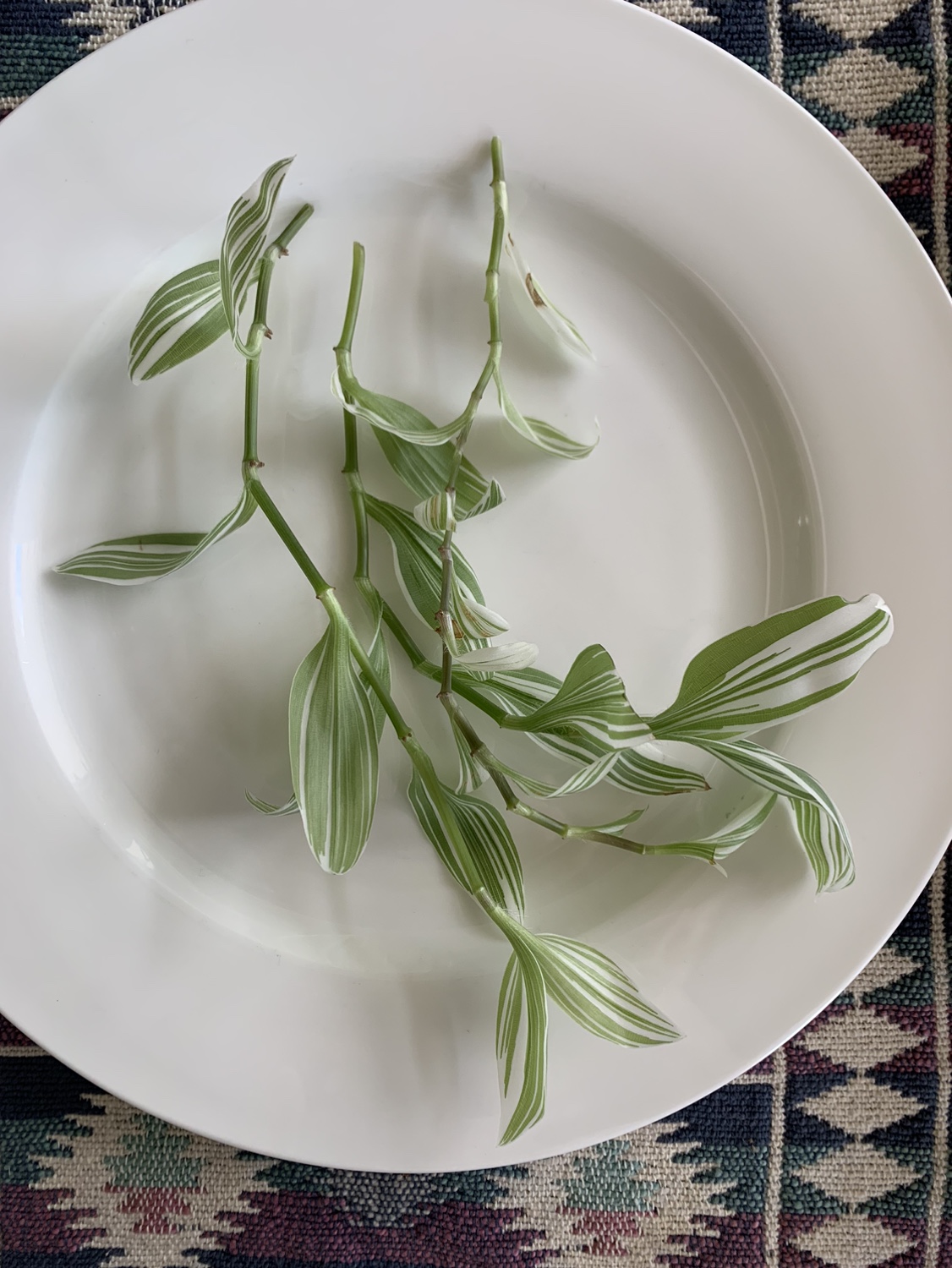 Inch Plant Cuttings Variegated #freecycle thumbnail